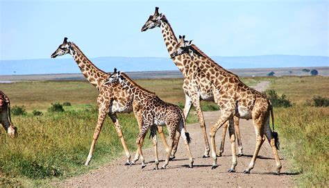 Amazon.com: Brown Adult Giraffe and Baby Giraffe Family On .